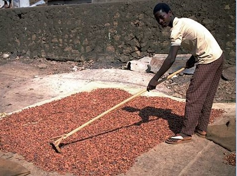 sechage feves cacao