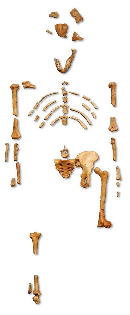 Reconstruction of the fossil skeleton of Lucy the Australopithecus afarensis