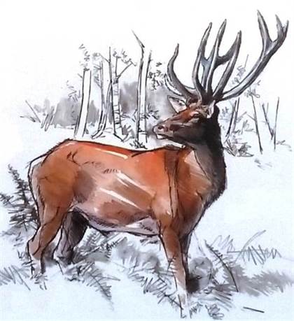 Cerf élaphe par B. Clarys. Cerf élaphe B. Clarys