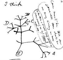 dessin-darwin-i-think-evolution