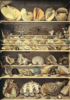 Cabinets de curiosités, une passion sous l'Ancien Régime