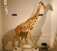 girafe_naturalisee