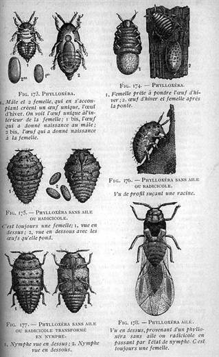 Le cycle du phylloxera publieü dans Viticulture moderne E. Chancrin Hachette 1908