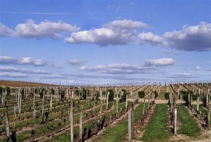 Vignes Chaéteau Figeac Saint-Emilion France