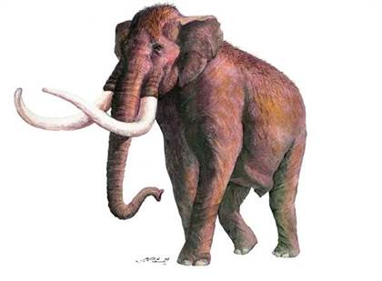 mammuthus_meridionalis