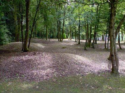 Forêt Verdun (Photo: S.C. / HpT)