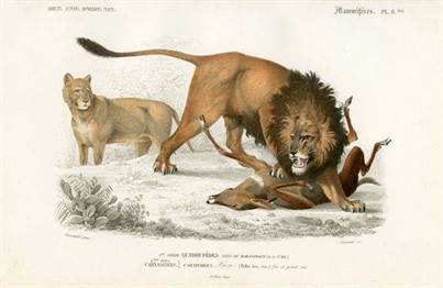 Planche consacrée au Lion dans le Dictionnaire Universel d’Histoire Naturelle d’Orbigny, 1849 Lion - dORbigny