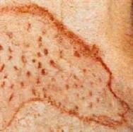 Ours des cavernes tacheté de Chauvet ours_tachet_chauvet_dtail